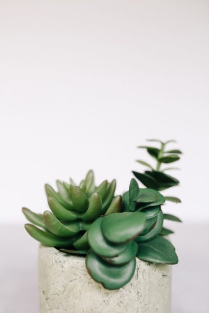 Succulent plant in a concrete pot